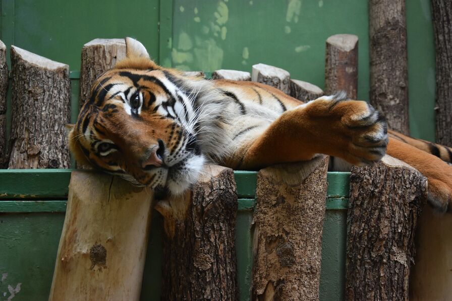 Konventní výlet do ZOO